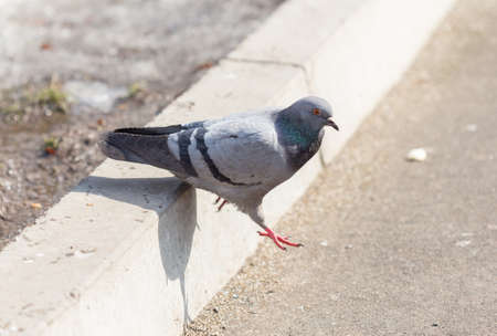 Many pigeons are eating foodの写真素材