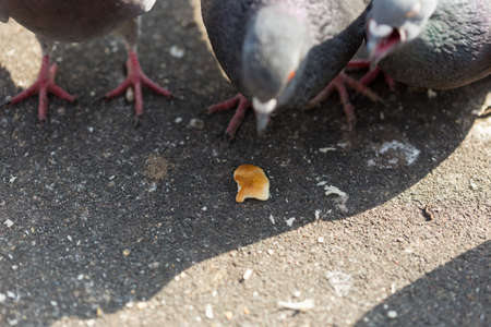 Many pigeons are eating foodの写真素材