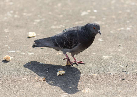 Many pigeons are eating foodの写真素材