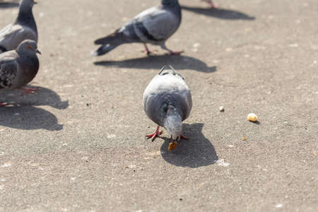 Many pigeons are eating foodの写真素材