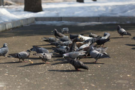 Many pigeons are eating foodの写真素材