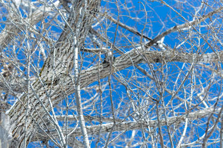 birch branch against the skyの写真素材