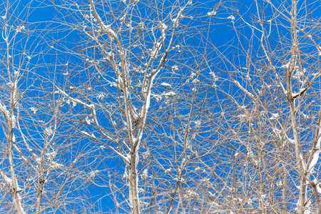 snow on a tree branch against the skyの写真素材