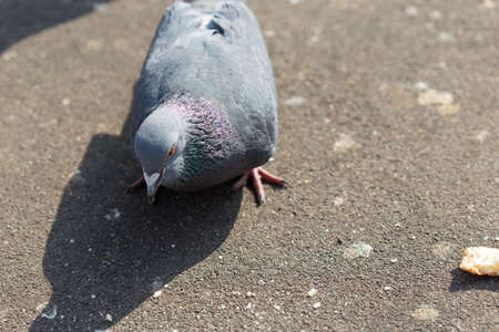 pigeons eat foodの写真素材