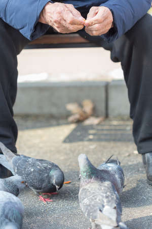 man sits outside and feeds pigeons from handsの写真素材