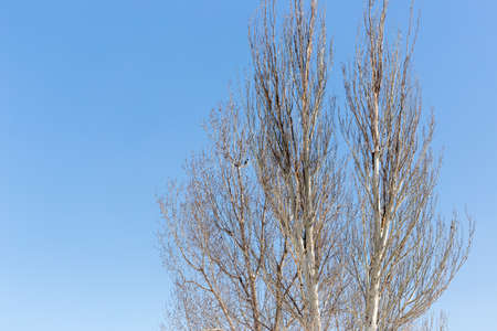 Freestanding tree in winterの写真素材