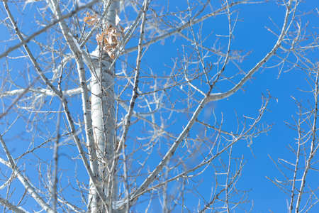 birch branch against the skyの写真素材