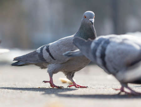 Many pigeons are eating foodの写真素材