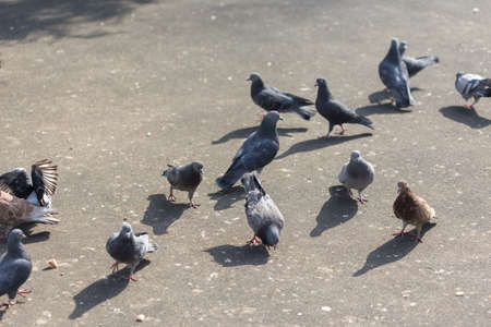 Many pigeons are eating foodの写真素材