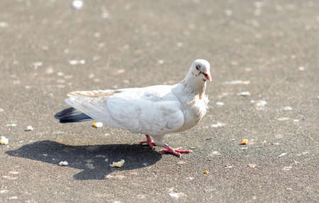 Many pigeons are eating foodの写真素材