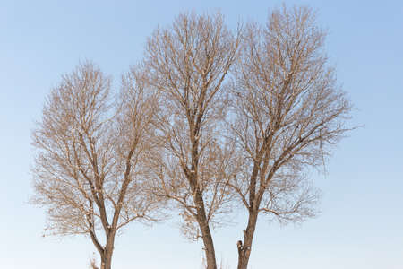 Freestanding tree in winterの写真素材