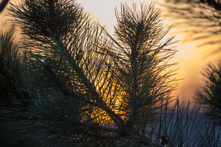 Christmas tree branches against sunsetの写真素材