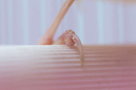 feet canary caged birdの写真素材