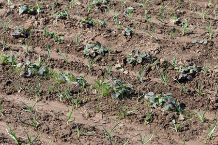 Garlic in the garden, in the spring garden with strawberriesの写真素材