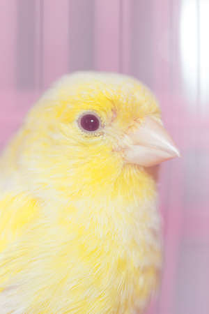 beautiful yellow canary in a cageの写真素材