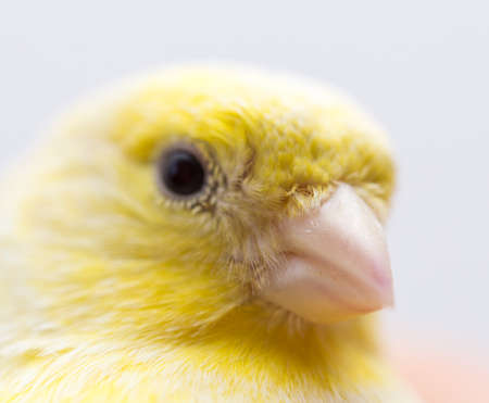 beautiful yellow canary in a cageの写真素材