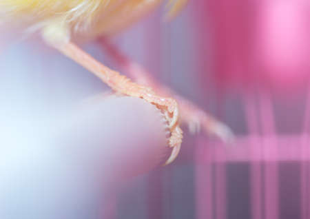 feet canary caged birdの写真素材