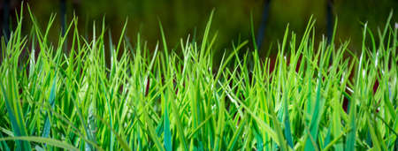 artificial green plantsの写真素材