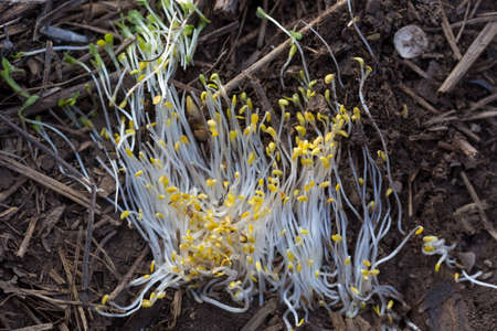 texture of white grass roots and tender sprout with green leavesの写真素材