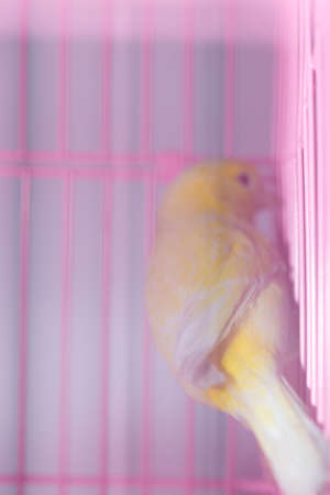 beautiful yellow canary in a cageの写真素材