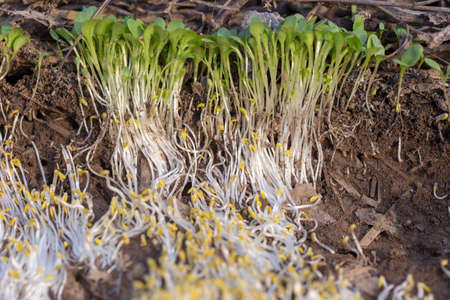 texture of white grass roots and tender sprout with green leavesの写真素材