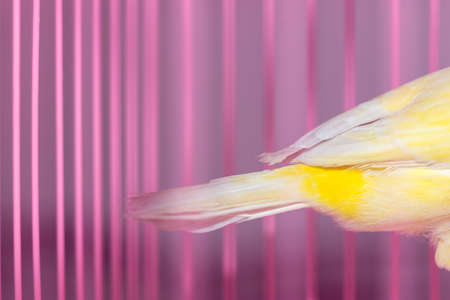 beautiful yellow canary in a cageの写真素材