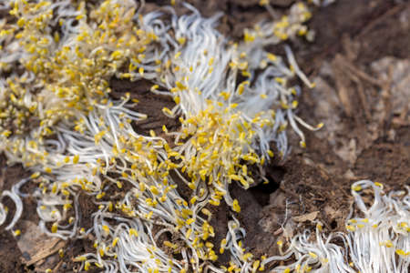 texture of white grass roots and tender sprout with green leavesの写真素材