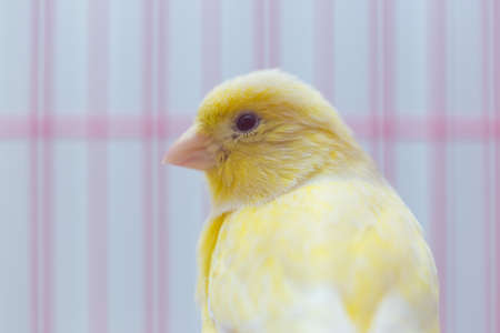 beautiful yellow canary in a cageの写真素材