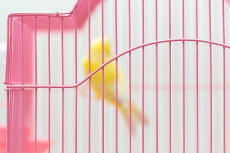 beautiful yellow canary in a cageの写真素材