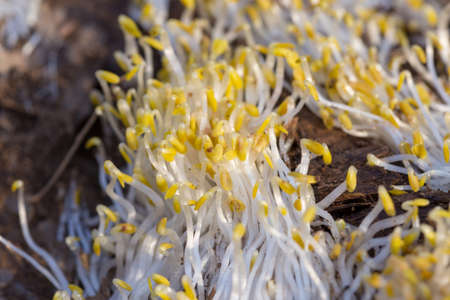 texture of white grass roots and tender sprout with green leavesの写真素材