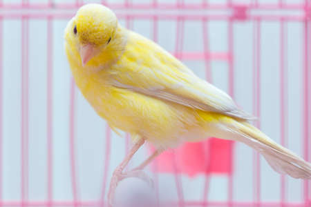 beautiful yellow canary in a cageの写真素材