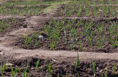 Young green shoots of garlic. Green feathers of garlic in the gardenの写真素材