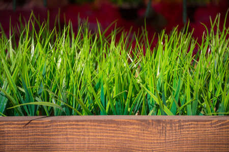 artificial plants in wooden potsの写真素材