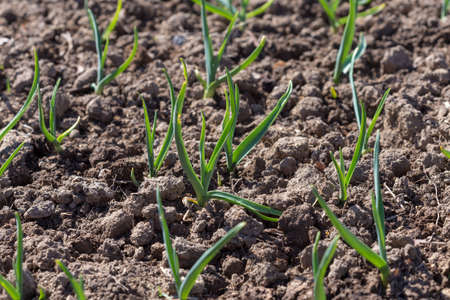 Young green shoots of garlic. Green feathers of garlic in the gardenの写真素材