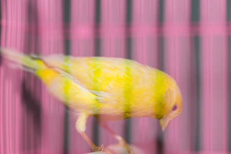 beautiful yellow canary in a cageの写真素材