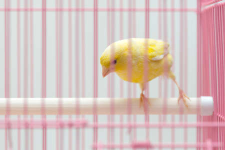 beautiful yellow canary in a cageの写真素材