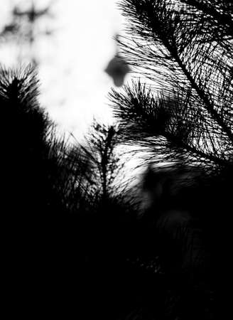 Christmas tree branches against sunsetの写真素材