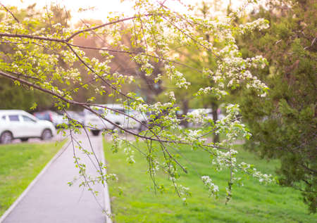 spring flowering treeの写真素材