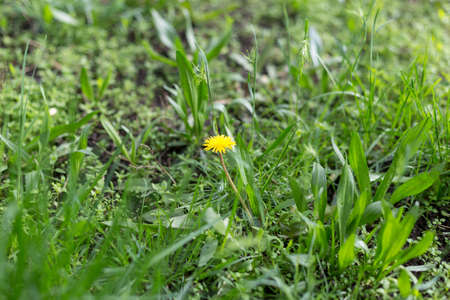 green grass backgroundの写真素材