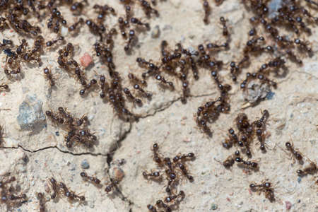 ants run to the anthillの写真素材