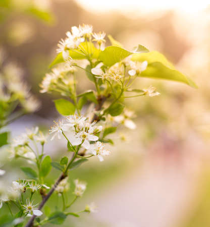 spring flowering treeの写真素材