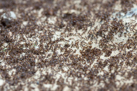 ants run to the anthillの写真素材