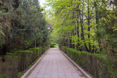 pedestrian paved alleyの写真素材