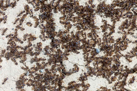 ants run to the anthillの写真素材