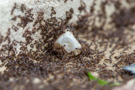 ants run to the anthillの写真素材