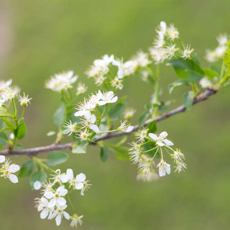 spring flowering treeの写真素材