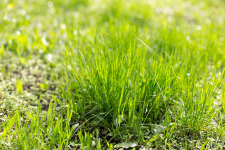 green grass backgroundの写真素材