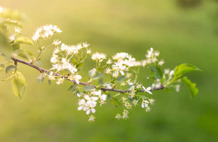 spring flowering treeの写真素材