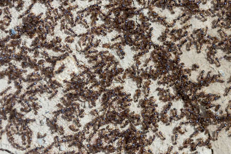 ants run to the anthillの写真素材