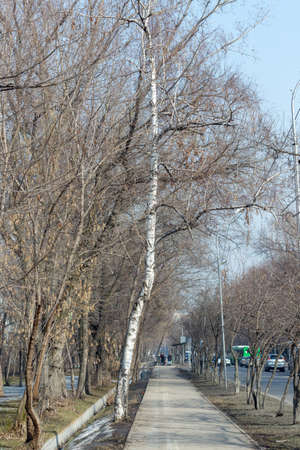Spring, the sidewalk and the distance from the bus stop, cars are passing along the roadの写真素材